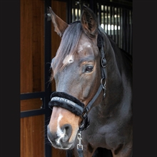 Harry's Horse grime Lyrics Quotes 